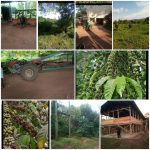 950-ACRE FULLY ESTABLISHED FARM FOR SALE – NAKASEKE DISTRICT | Novera Real Estate Uganda