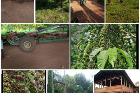 950-ACRE FULLY ESTABLISHED FARM FOR SALE – NAKASEKE DISTRICT | Novera Real Estate Uganda