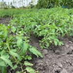 Discover Affordable, Titled Farmland in Luwero – Kikyusa | Novera Real Estate Uganda