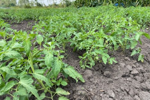 Discover Affordable, Titled Farmland in Luwero – Kikyusa | Novera Real Estate Uganda