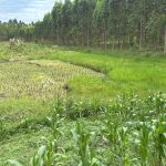15 Acres of Fertile Farmland for Sale in Kayunga — Secure Affordable & Investment-Ready