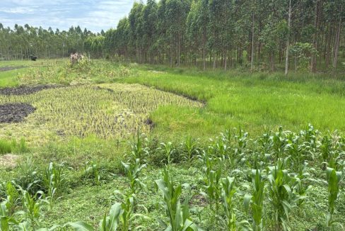 15 Acres of Fertile Farmland for Sale in Kayunga — Secure Affordable & Investment-Ready