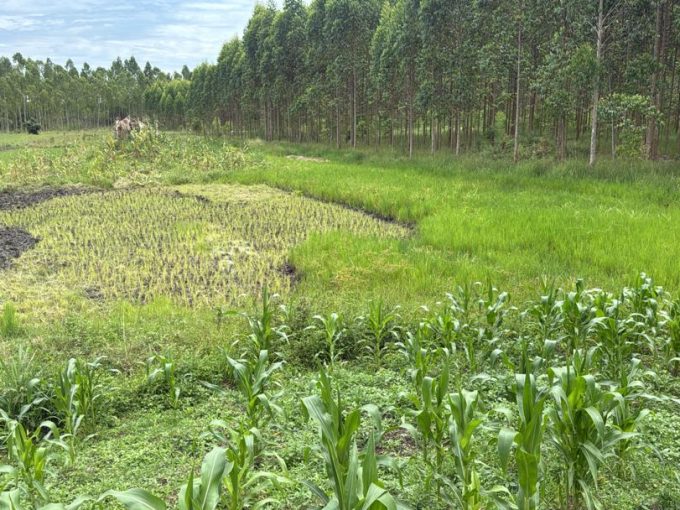 15 Acres of Fertile Farmland for Sale in Kayunga — Secure Affordable & Investment-Ready