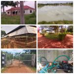 Fully Organised Commercial Farm for Sale – 55 Acres | Luwero Corridor | UGX 1.5Bn