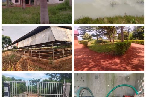 Fully Organised Commercial Farm for Sale – 55 Acres | Luwero Corridor | UGX 1.5Bn