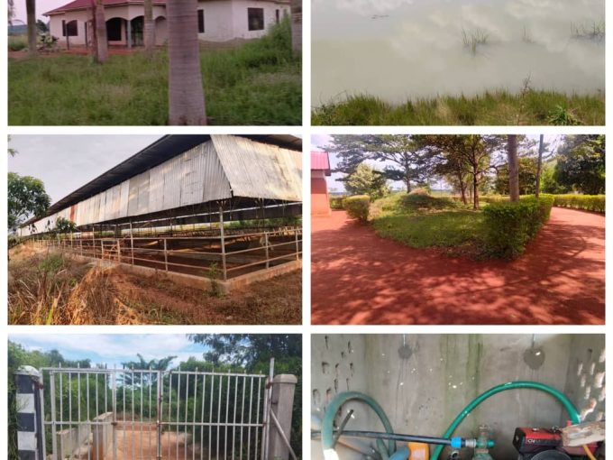 Fully Organised Commercial Farm for Sale – 55 Acres | Luwero Corridor | UGX 1.5Bn