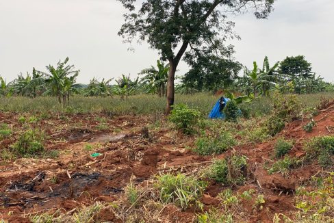 Prime 100 Acres for Sale in Kamira Luwero | UGX 10M per Acre