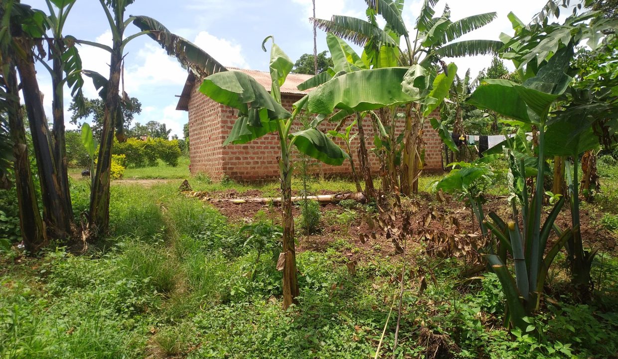 3 Acres of Land for Sale in Matugga Kalasa | Ideal for Country Home or School Project