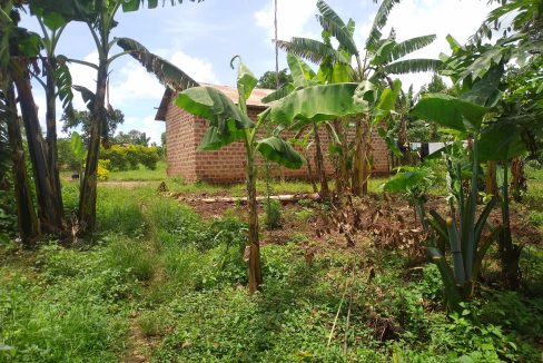 3 Acres of Land for Sale in Matugga Kalasa | Ideal for Country Home or School Project
