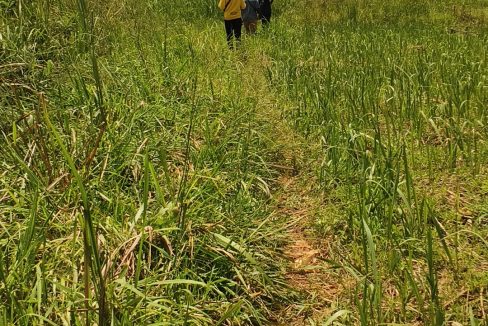 15 Acres for Sale in Buikwe | Titled Land Near Mukono–Jinja Road