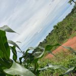 Prime 130 Acres for Sale in Kiwanula Luwero | Agricultural & Investment Land