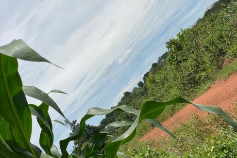 Prime 130 Acres for Sale in Kiwanula Luwero | Agricultural & Investment Land