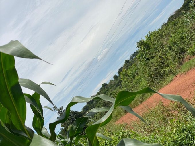 Prime 130 Acres for Sale in Kiwanula Luwero | Agricultural & Investment Land