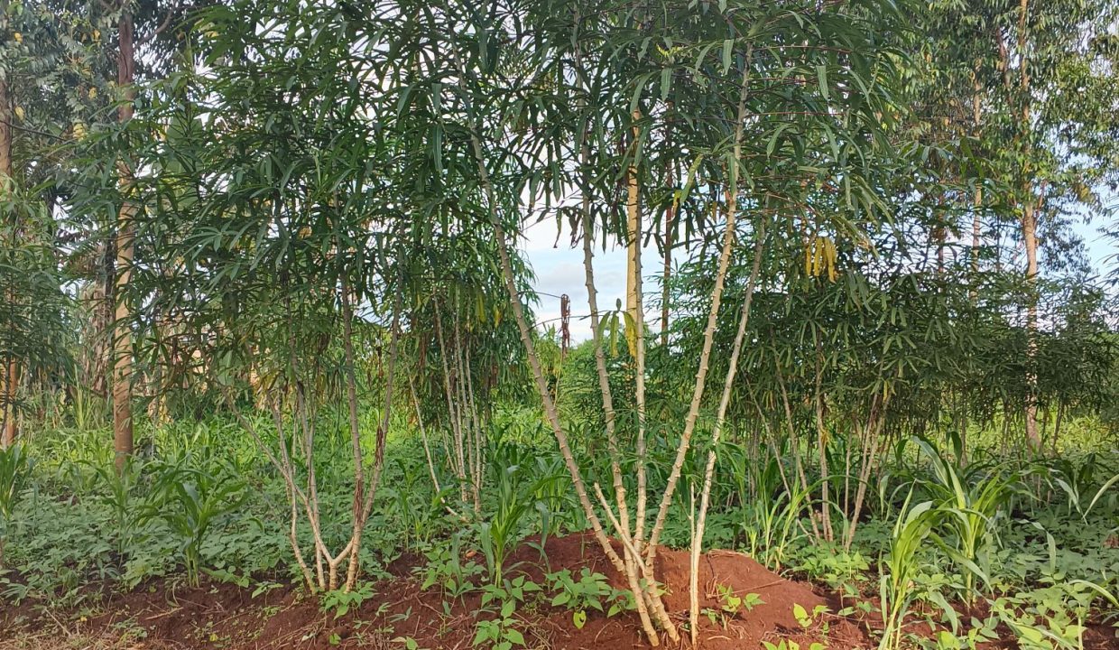 Affordable 50×160ft Plot for Sale in Mukono Samuka | UGX 16M