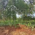 Affordable 50×160ft Plot for Sale in Mukono Samuka | UGX 16M