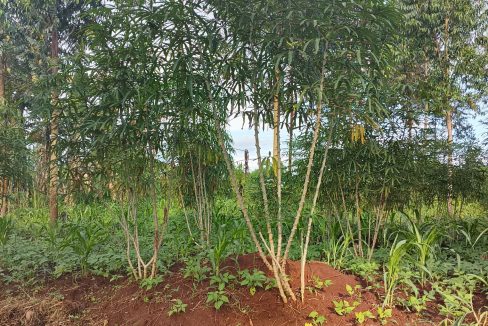 Affordable 50×160ft Plot for Sale in Mukono Samuka | UGX 16M