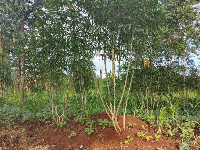 Affordable 50×160ft Plot for Sale in Mukono Samuka | UGX 16M