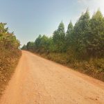 18 Acres of Titled Eucalyptus Land for Sale in Semuto | Nakaseke