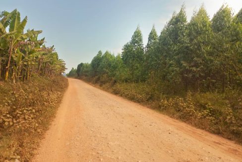 18 Acres of Titled Eucalyptus Land for Sale in Semuto | Nakaseke