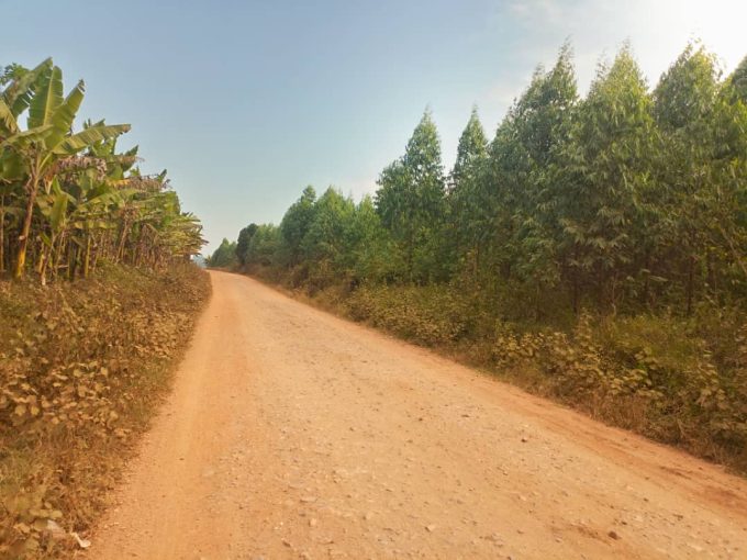 18 Acres of Titled Eucalyptus Land for Sale in Semuto | Nakaseke